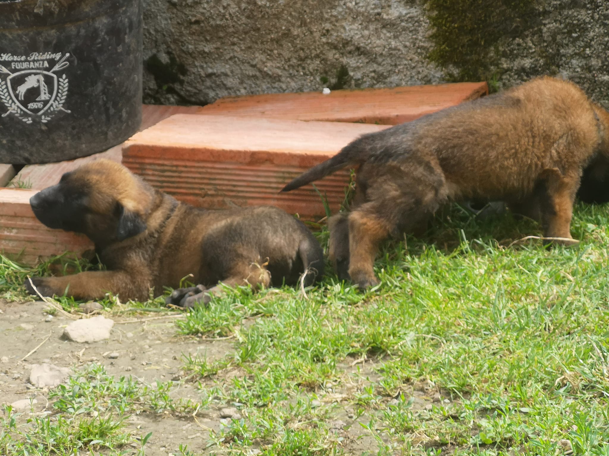 489777700_1149896407148868_323498934067592482_n