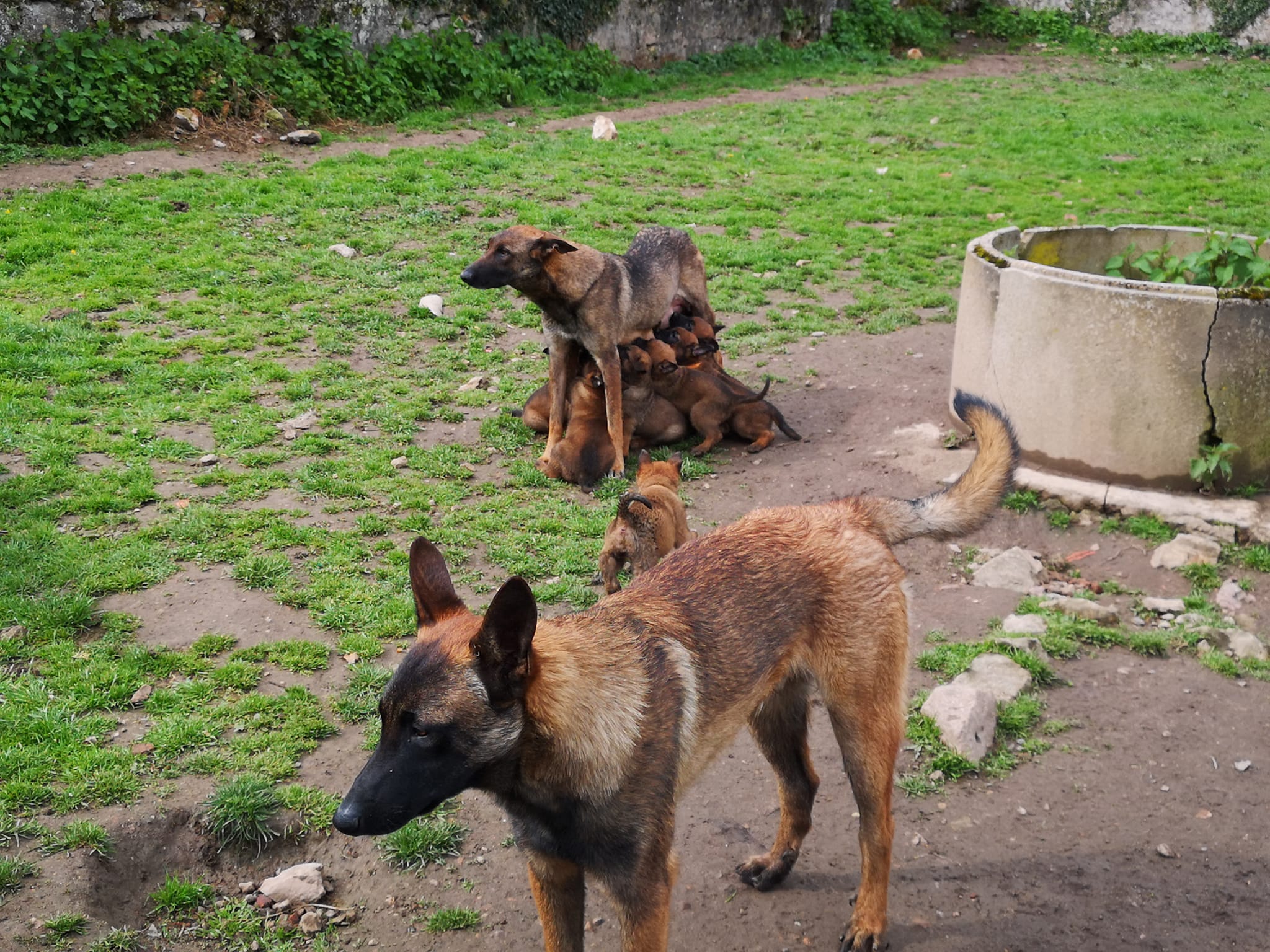 Dressage de malinois