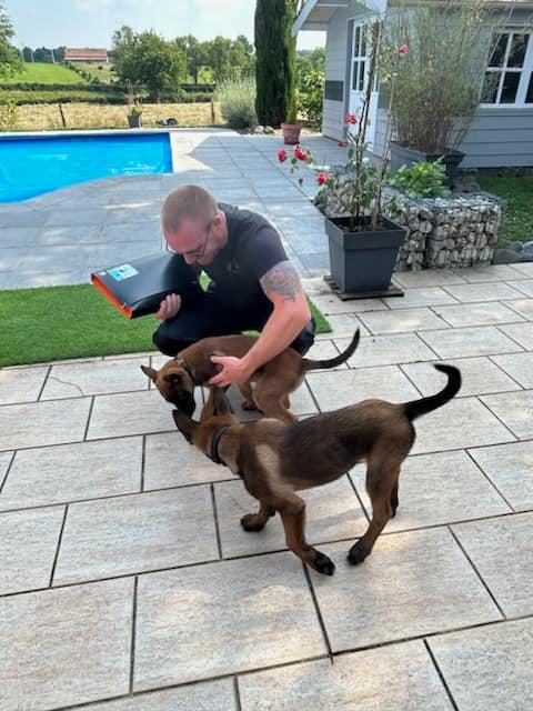 Dressage de malinois