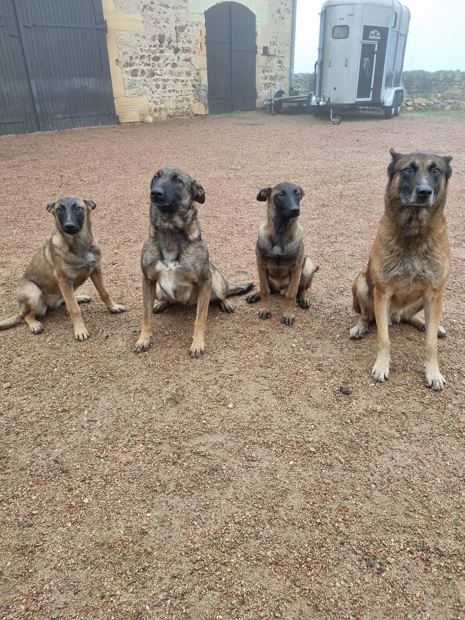 Mes chiens, Tehbel, Oak, Tibag et Jag